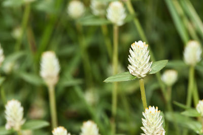 Close-up of flowering plant