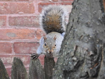 Portrait of squirrel on wood against brick wall