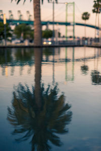 Reflection of tree in river