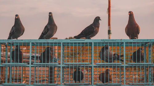 Birds perching on metal against sky
