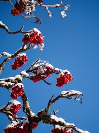 Low angle view of fruits on tree against sky