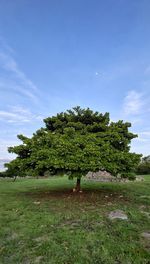 Trees on field against sky