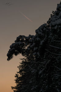 Low angle view of trees against clear sky