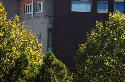 Yellow flowers on tree by building