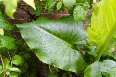 Close-up of wet plant leaves during rainy season