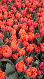 Full frame shot of orange tulips blooming on field