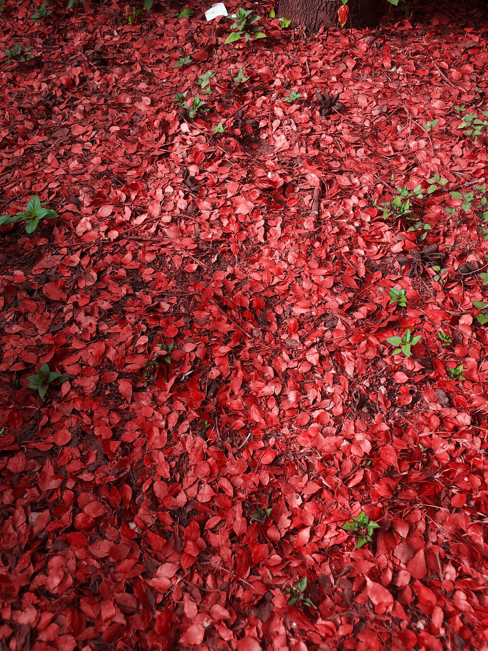 HIGH ANGLE VIEW OF RED FLOWERING PLANTS
