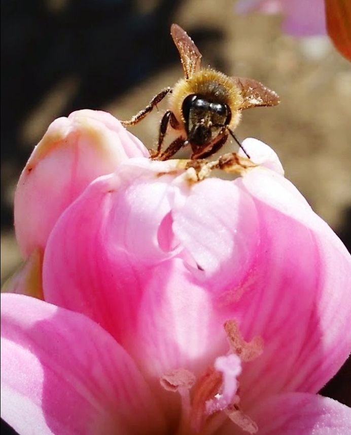 pink color, flower, flowering plant, beauty in nature, close-up, invertebrate, petal, insect, fragility, vulnerability, animal wildlife, plant, freshness, animals in the wild, flower head, one animal, animal, animal themes, bee, nature, pollen, no people, outdoors, pollination