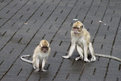 High angle view of monkeys on footpath