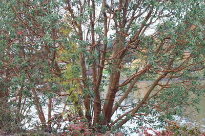Trees growing against plants