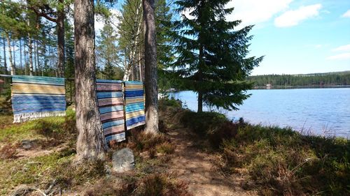 Reflection of trees in water