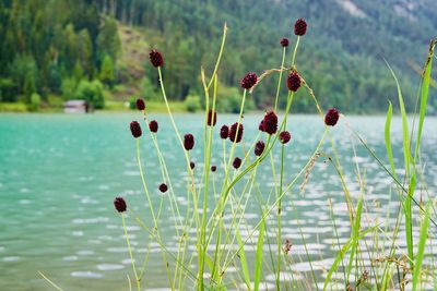 Close-up of red flowering plant against lake