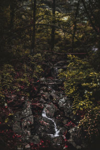Close-up of plants in forest