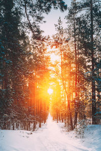 Trees on snow covered landscape