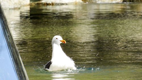 Swan swimming in lake