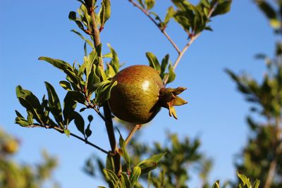 Low angle view of fruits growing on tree against sky