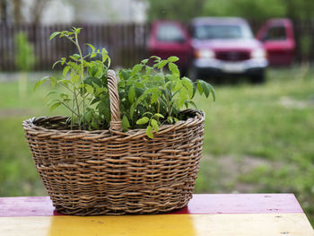 Close-up of plant in basket on field