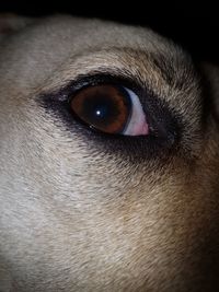 Close-up portrait of dog