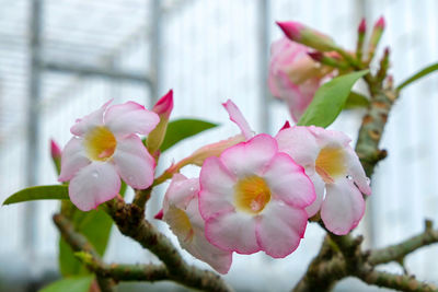 Close-up of pink flowers