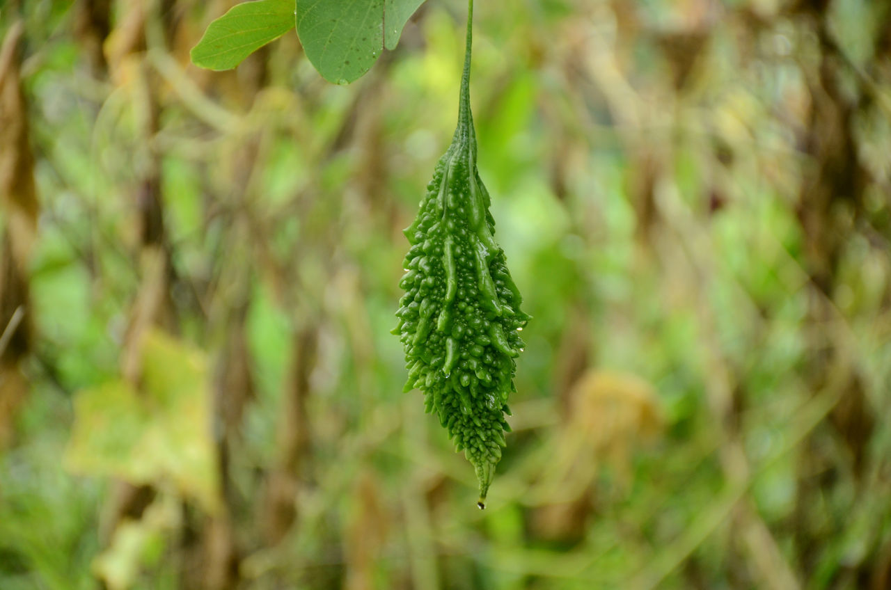 CLOSE-UP OF GREEN LEAVES