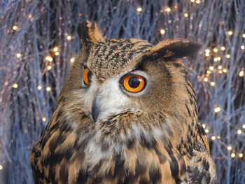 Close-up portrait of owl