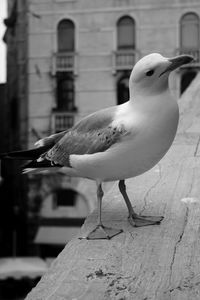 Close-up of seagull perching outdoors