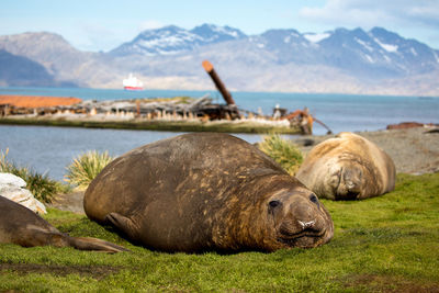 Seal relaxing at sea shore