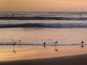 View of seagulls on beach during sunset