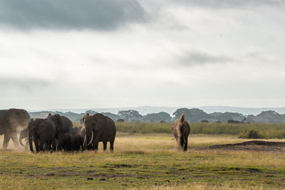 Elephants on field against sky