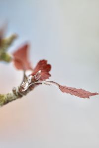 Close-up of flowers against blurred background