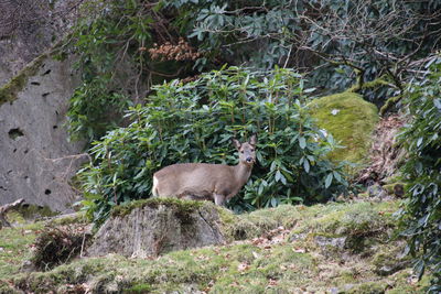 Deer standing by plants on a hillside