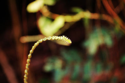 Close-up of flowering plant