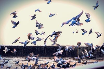 Birds flying over beach against sky