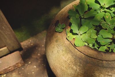 High angle view of potted plant