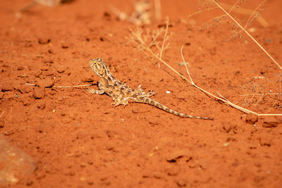 Close-up of lizard on sand