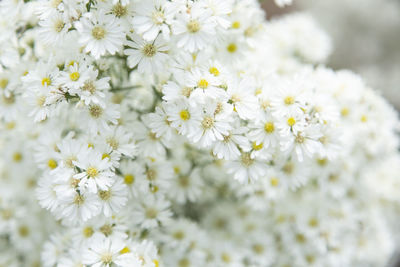 Close-up of white daisy flowers