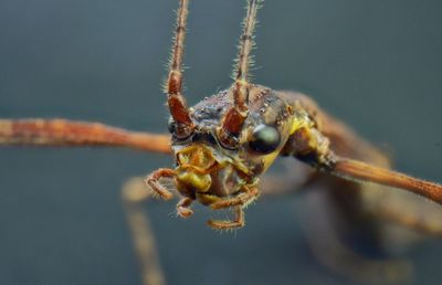 Close-up of spider