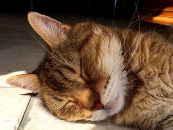 Close-up of cat sleeping