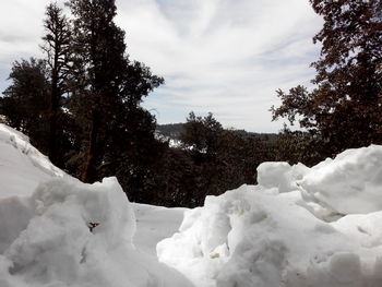 Pine trees on snow covered landscape