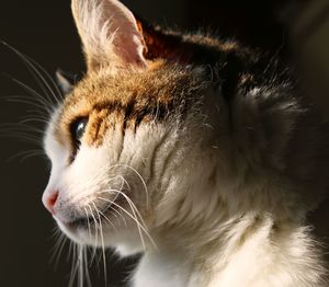 Close-up of a cat looking away
