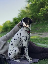 Dog looking away