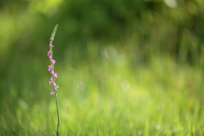 Close-up of purple flowering plant on field