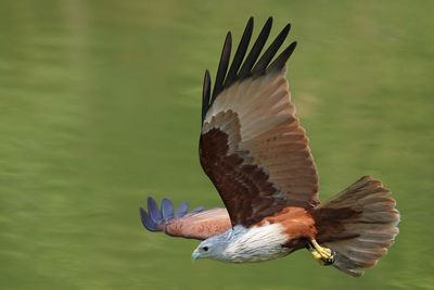 Close-up of bird flying