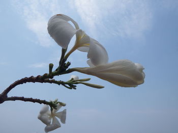 Low angle view of white flowering plant against sky