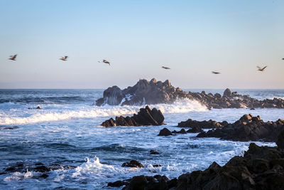 Birds flying over sea against sky