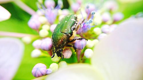 Close-up of bee on flower