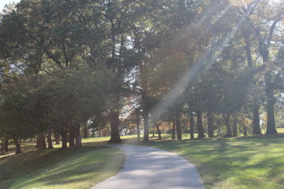 Trees in park