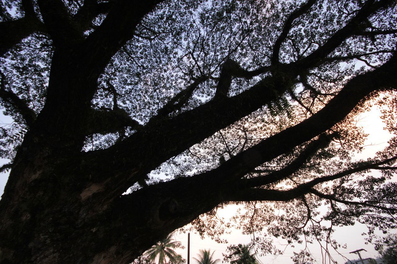 LOW ANGLE VIEW OF TREE