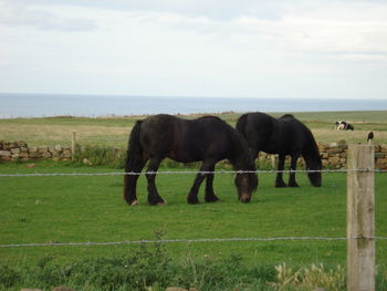 Horses grazing in a field