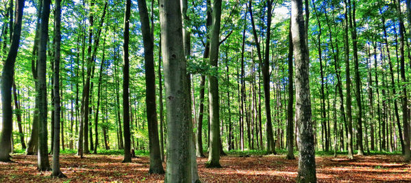 Trees growing in forest